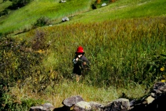 Compione