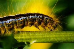 Chenille deviendra papillon