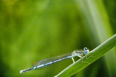 La libellule légère