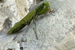 Le regard de Mante-religieuse
