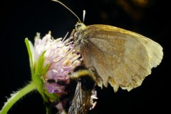 Echange papillon bourdon