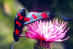 2 papillons font l'amour sur un chardon