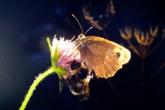 Rencontre entre un papillon et un bourdon