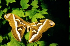 Chenille est devenue papillon